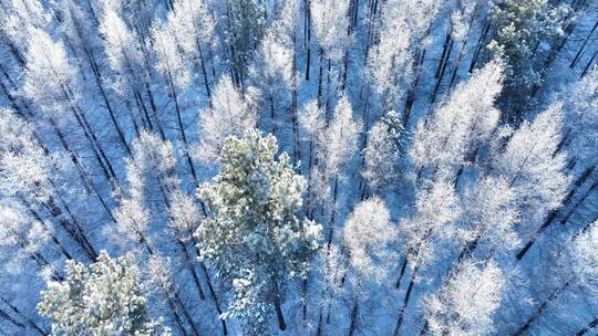 俯拍初冬松树林雾凇雪松树冠雪景