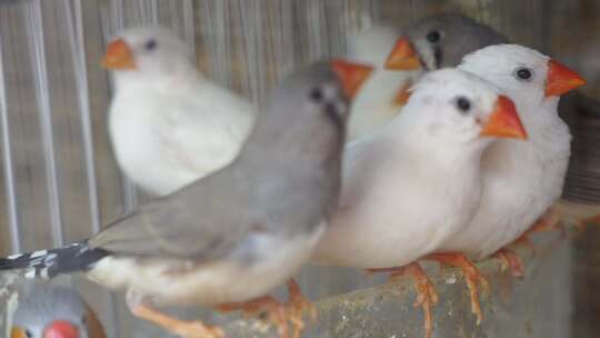 鸟 鸟类 小鸟珍珠鸟 动物 萌宠 (8)