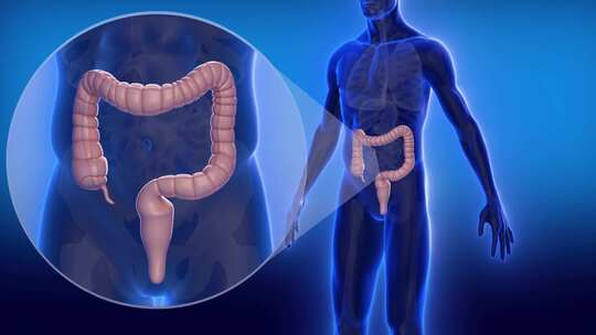 胃肠 肠胃蠕动 消化系统视频素材模板下载