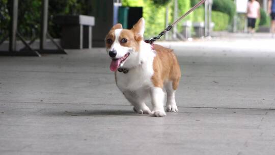 遛狗的人牵着一只柯基犬