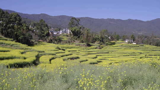 山间梯田油菜花田景观