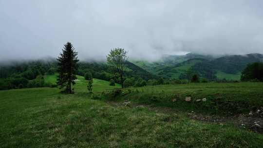 森林薄雾山谷树林自然草地云雾山林风景