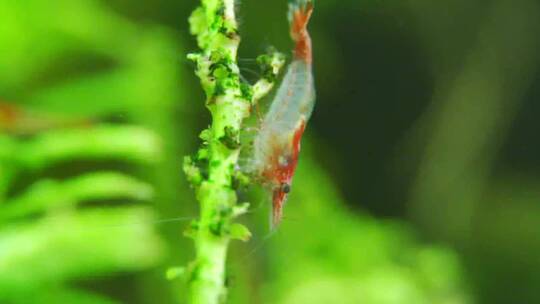 淡水水族馆里的虾。里里虾。