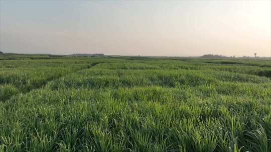 甘蔗田种植基地视频素材模板下载