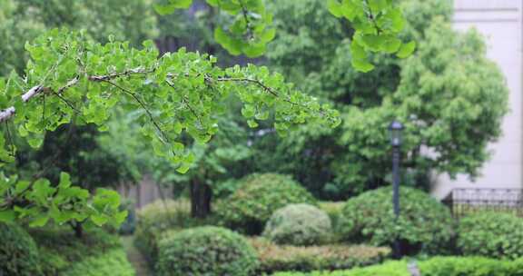 夏天雨水打在银杏叶上升格