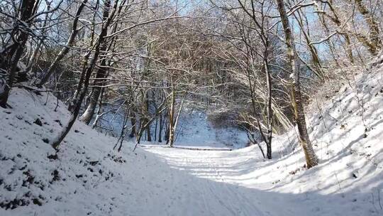 积雪覆盖的林间小路