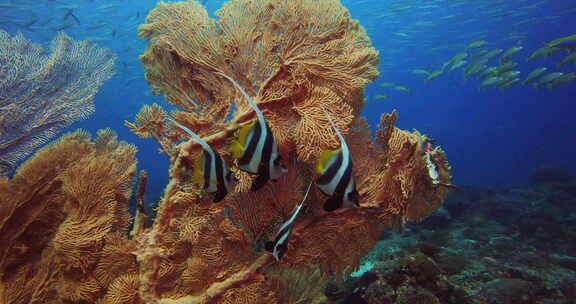 充满活力的珊瑚礁上的彩色水下世界观。
