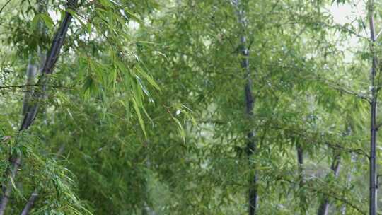 下雨天茂密的竹林枝叶繁茂生机勃勃的景象