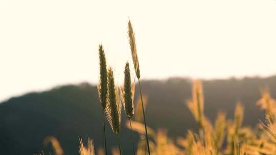 夕阳西下的麦穗 唯美空镜