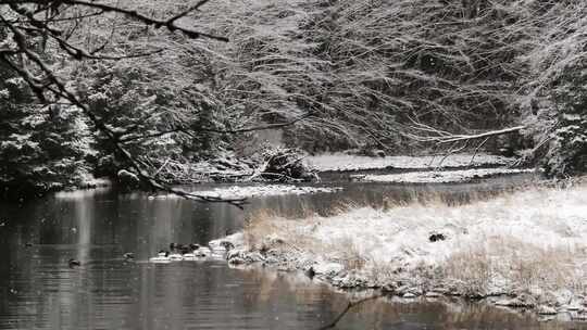 冬天雪花飘飞掉落在小溪里