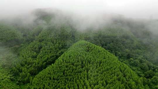 绿色雨林森林山林植物林地