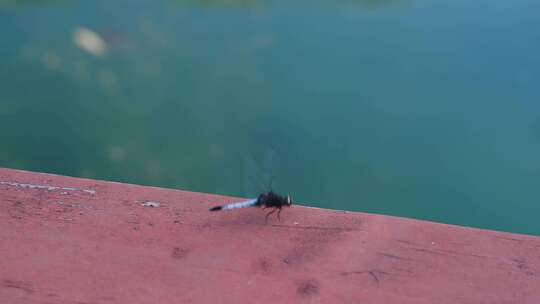 一只自由自在的蜻蜓