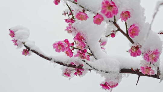 雪落梅花枝头视频素材模板下载