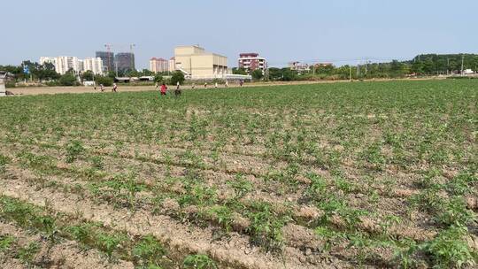 种植西红柿农耕菜田4K实拍视频