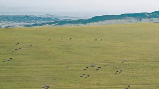 一群牛羊在草原上