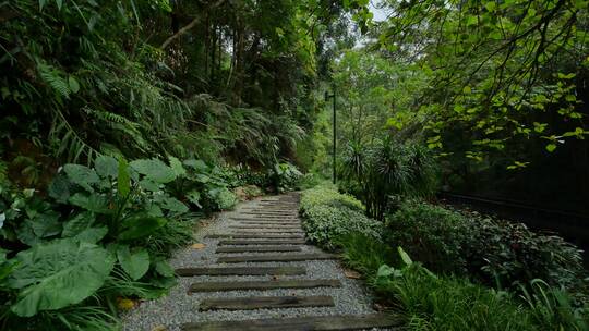 唯美热带植物园森林公园林荫大道林间小路