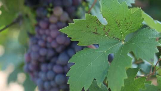 葡萄园 葡萄 生产 树叶视频素材模板下载