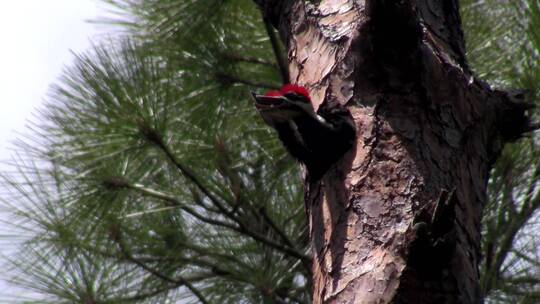 啄木鸟栖息在树洞中视频素材模板下载
