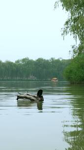 北京圆明园遗址公园内的绿头鸭