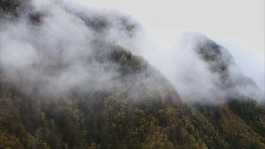 高原原始森林高山上的树林生态系统