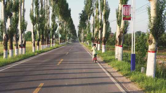 白杨树公路