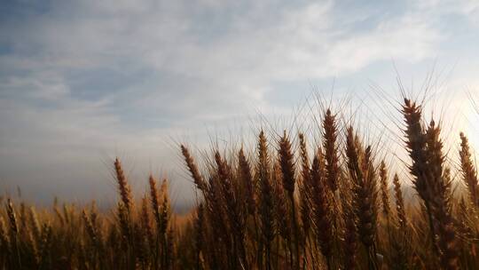 成熟小麦在日出天空背景