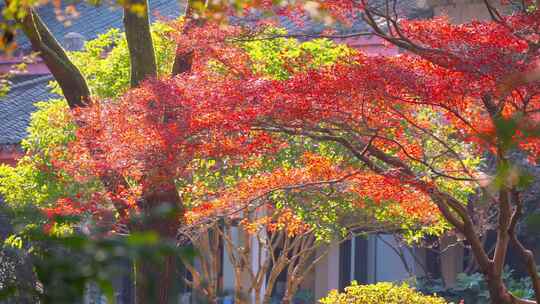 【合集】秋天的红枫树