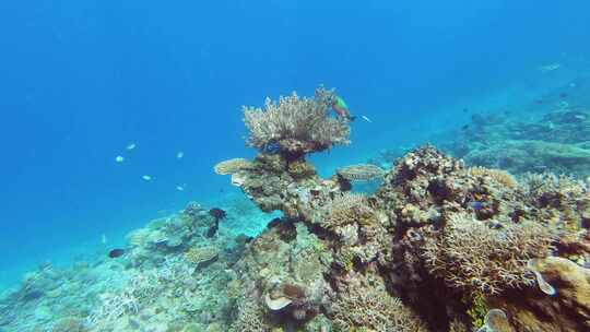 沙底上方的单一珊瑚