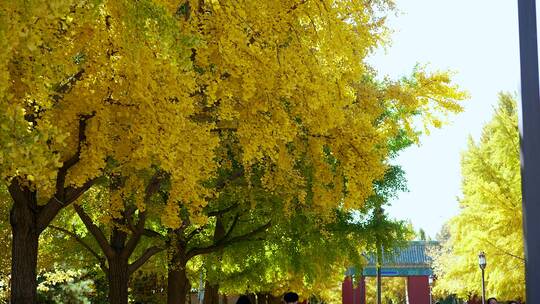 秋天地坛公园银杏大道阳光下的银杏树叶