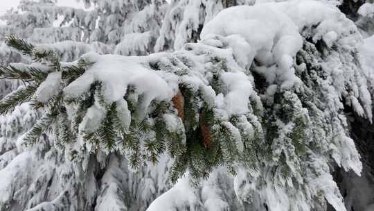 大雪后松树的积雪