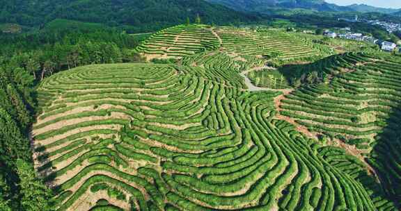 武夷山核心产区茶园星村镇岩茶福建0429