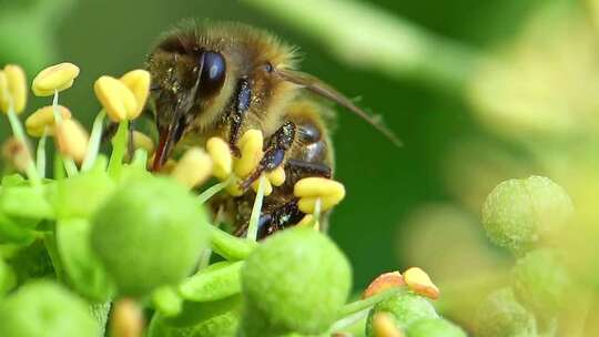 Abeja melífera