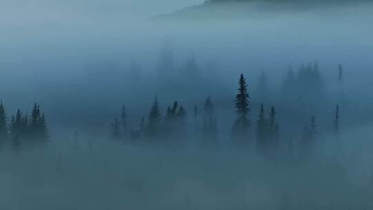 迷雾笼罩森林视频素材模板下载