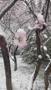 雪覆盖的树木小路景观