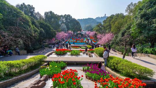 8K重庆南山植物园樱花人流视频素材模板下载