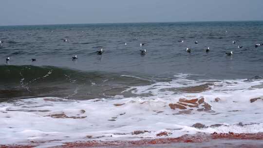 海面海浪上飞翔的海鸥