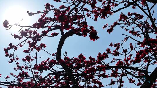 阳光下盛开的木棉花