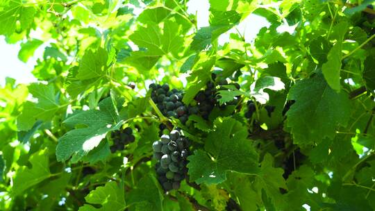 大自然葡萄园正在生长的葡萄