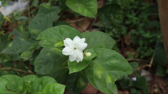 茉莉花随风摇曳