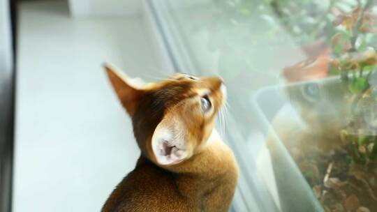 小猫盯着窗户
