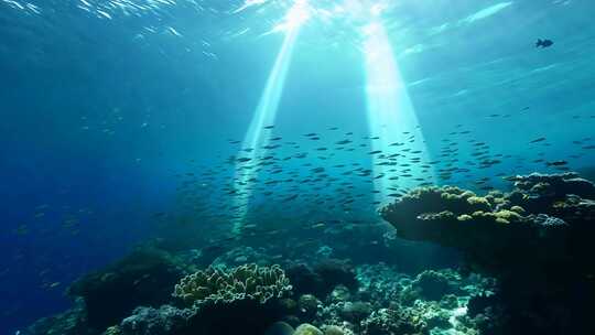 4k阳光透过海面大海里的鱼群海洋生物