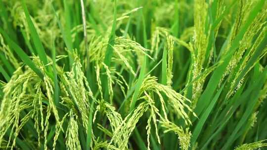 稻田农业稻田水稻大米谷物种植粮