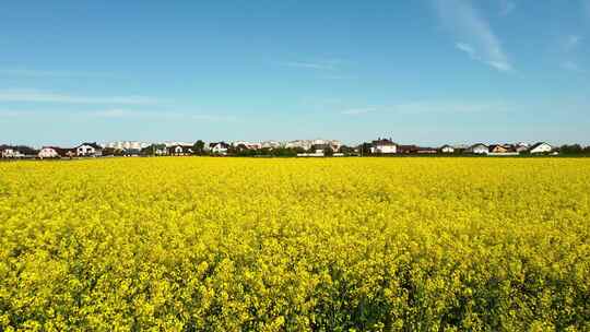 航拍油菜花油菜地视频素材模板下载