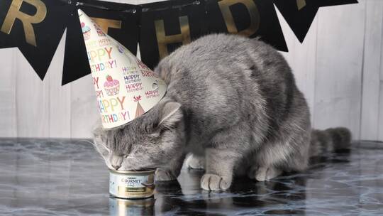 猫戴着生日帽吃猫粮