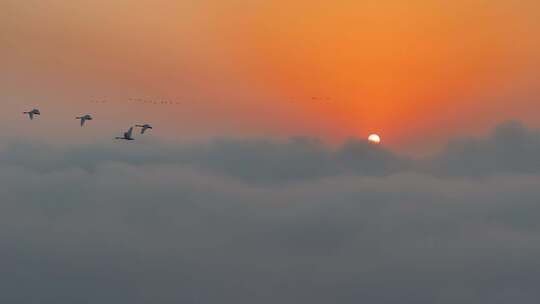 日出天空及飞翔在低空云雾上的候鸟航拍