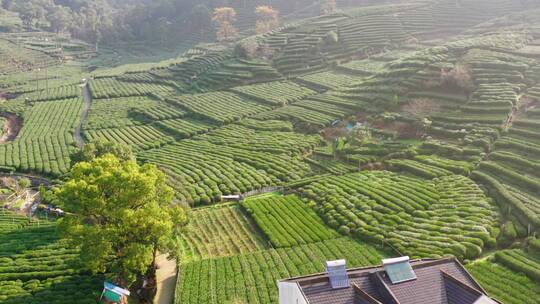 航拍杭州龙井茶产地梅家坞