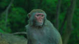 野生猕猴猴子的眼睛眼神高清在线视频素材下载