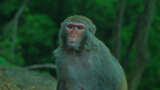 野生猕猴猴子的眼睛眼神高清在线视频素材下载
