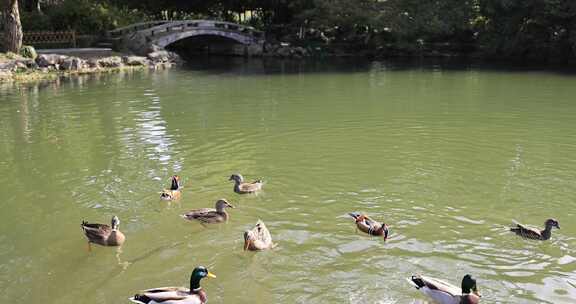 水池里嬉戏的野鸭和鸳鸯慢镜头