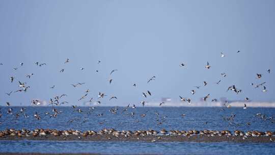 辽宁丹东东港鸟浪候鸟迁徙合集
